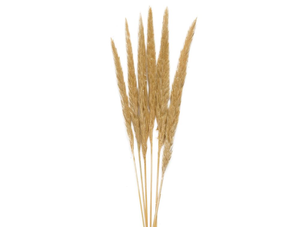 Décorations florales - Crème de fleurs séchées Phragmitos AX70128 - ANDREA HOUSE