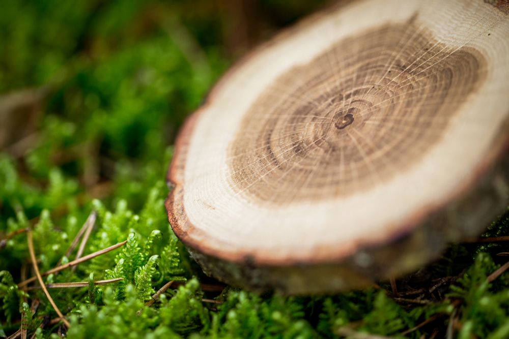 Objets de décoration - Dessous de verre en bois Tree4Tea - RIO LINDO - THINGS THAT INSPIRE