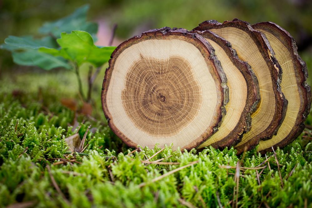 Objets de décoration - Dessous de verre en bois Tree4Tea - RIO LINDO - THINGS THAT INSPIRE