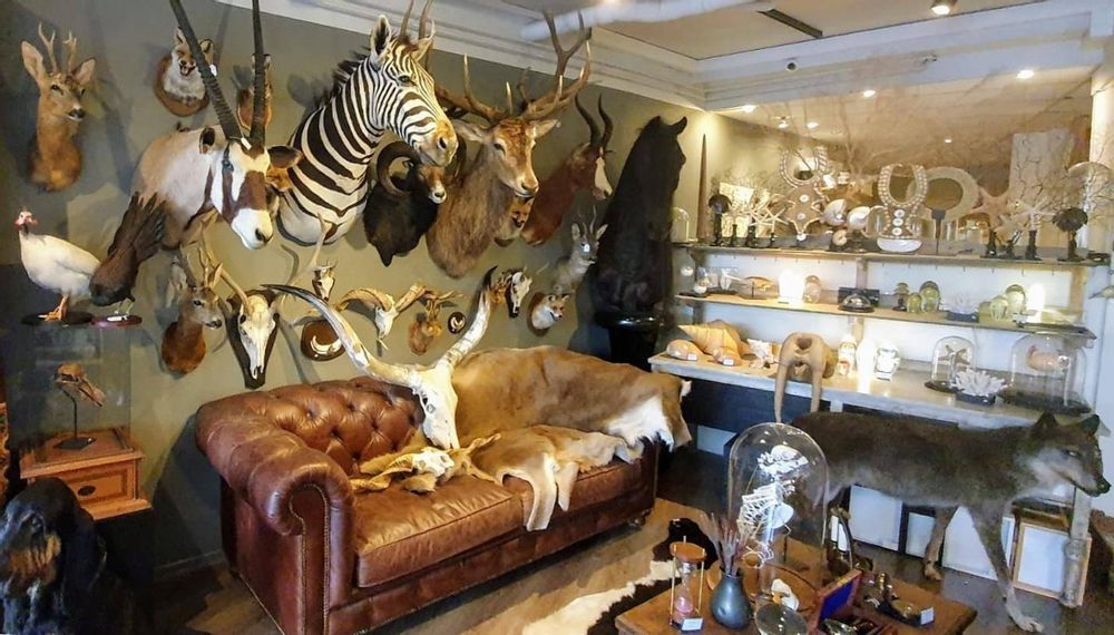 Objets de décoration - Taxidermie animaux - Articles de décoration - Intérieur & Taxidermie - DMW.NU: TAXIDERMY & INTERIOR