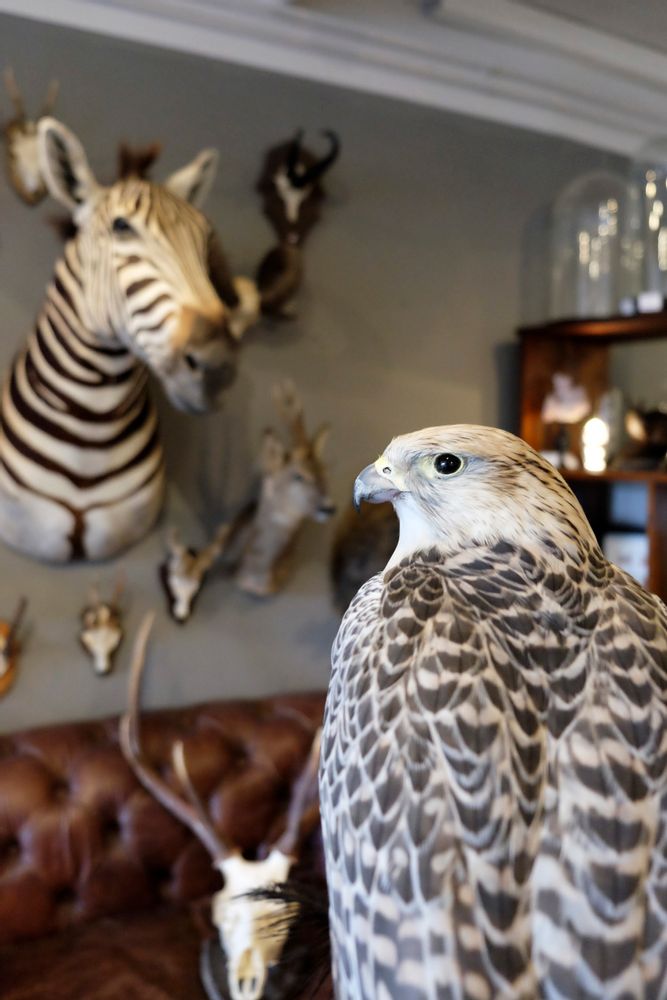Objets de décoration - Taxidermie animaux - Articles de décoration - Intérieur & Taxidermie - DMW.NU: TAXIDERMY & INTERIOR