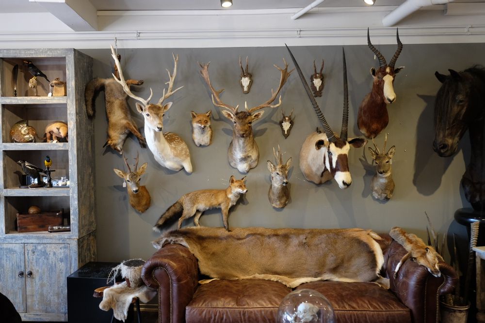 Objets de décoration - Taxidermie animaux - Articles de décoration - Intérieur & Taxidermie - DMW.NU: TAXIDERMY & INTERIOR