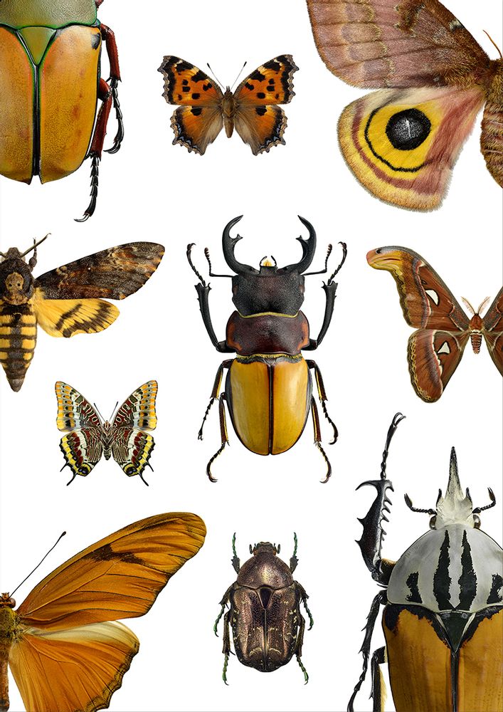 Poster - Collages - LILJEBERGS