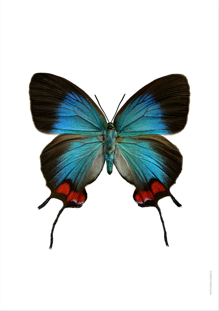 Photos d'art - Des papillons - LILJEBERGS