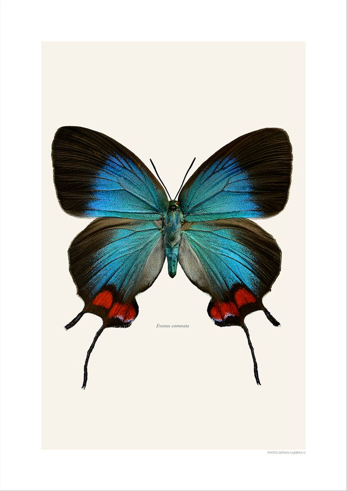 Photos d'art - Des papillons - LILJEBERGS