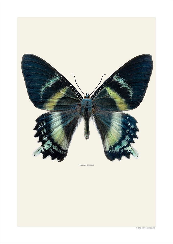 Photos d'art - Des papillons - LILJEBERGS