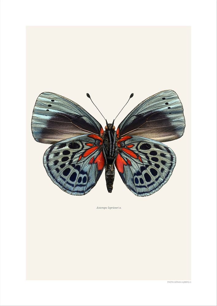 Photos d'art - Des papillons - LILJEBERGS