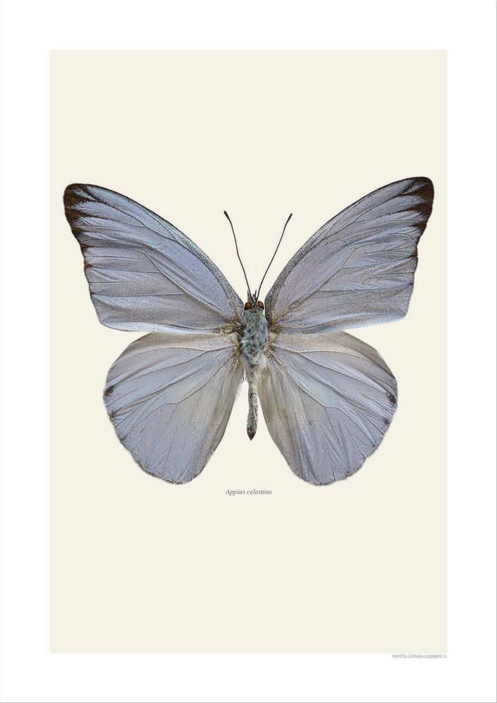 Photos d'art - Des papillons - LILJEBERGS