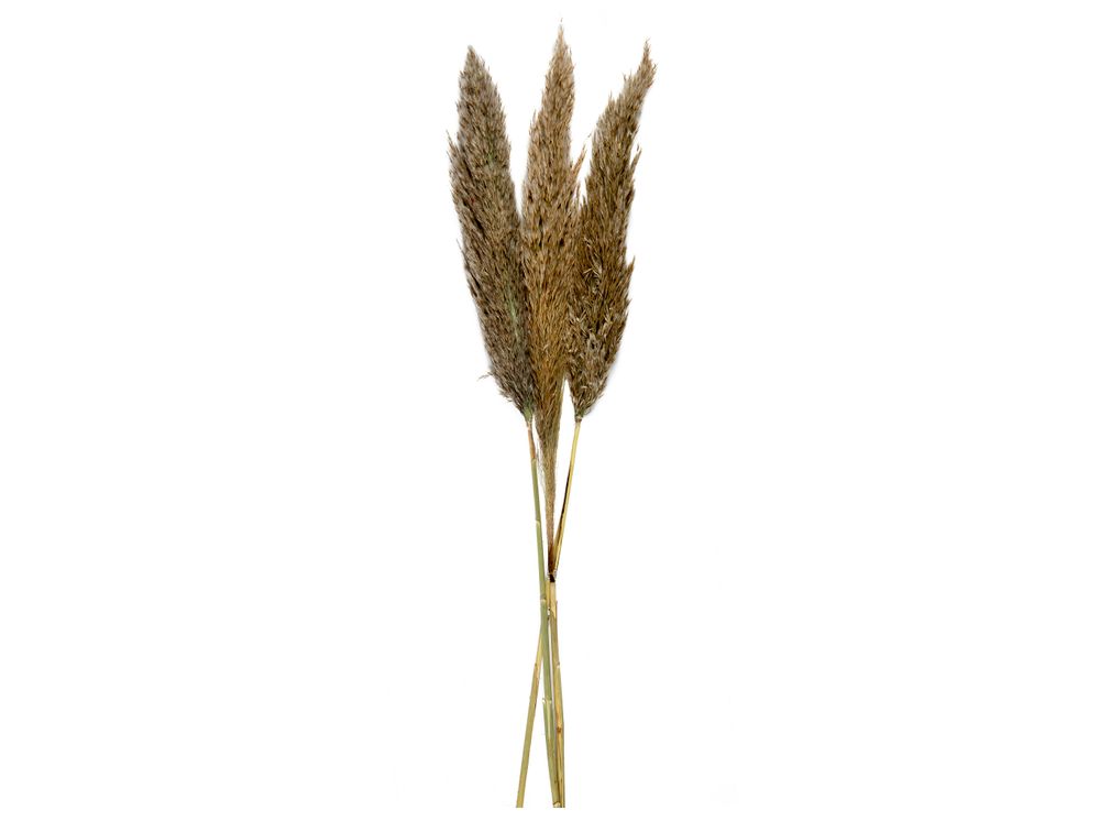 Floral decoration - Natural Natural Pampas Dried Flower 3pcs. AX70130 - ANDREA HOUSE