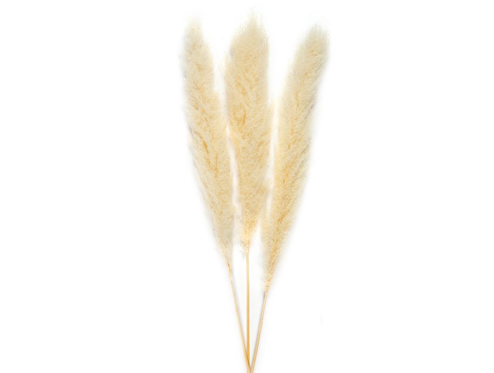Décorations florales - Pampas blanc fleur séchée naturelle 3pcs. AX70131 - ANDREA HOUSE