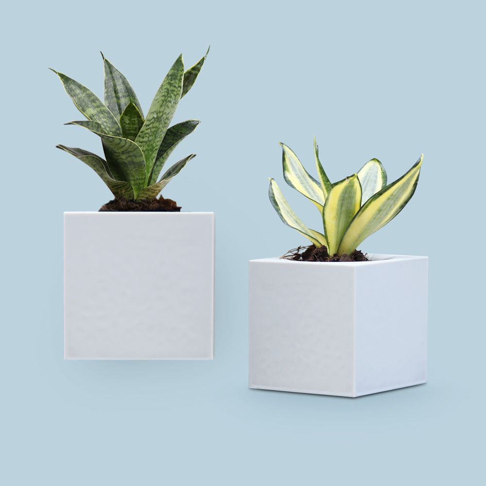 Mobilier et rangements pour bureau - Micro serre : pot de plantes auto-arrosage pour jardin intérieur et extérieur - QUALY DESIGN OFFICIAL