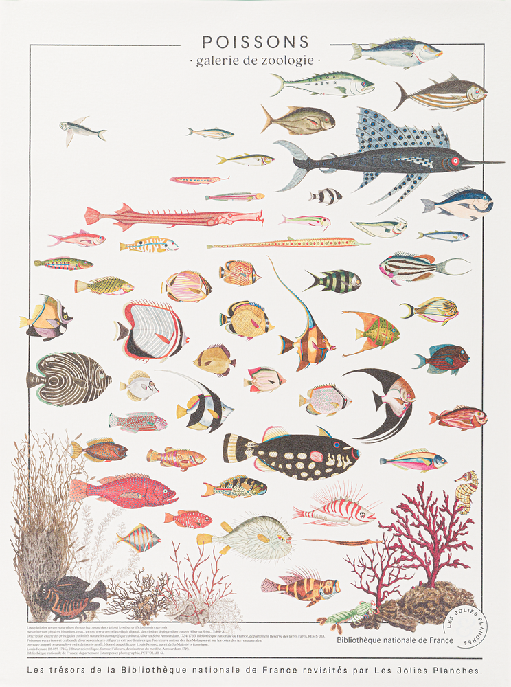 Poster - POSTER I EXOTIC FISH - LES JOLIES PLANCHES