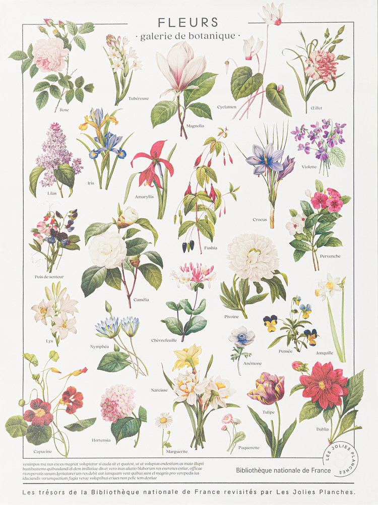 Poster - POSTER/FLOWERS - LES JOLIES PLANCHES