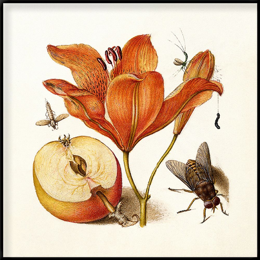 Poster - Poster Calligraphy, Orange Lily. - THE DYBDAHL CO.