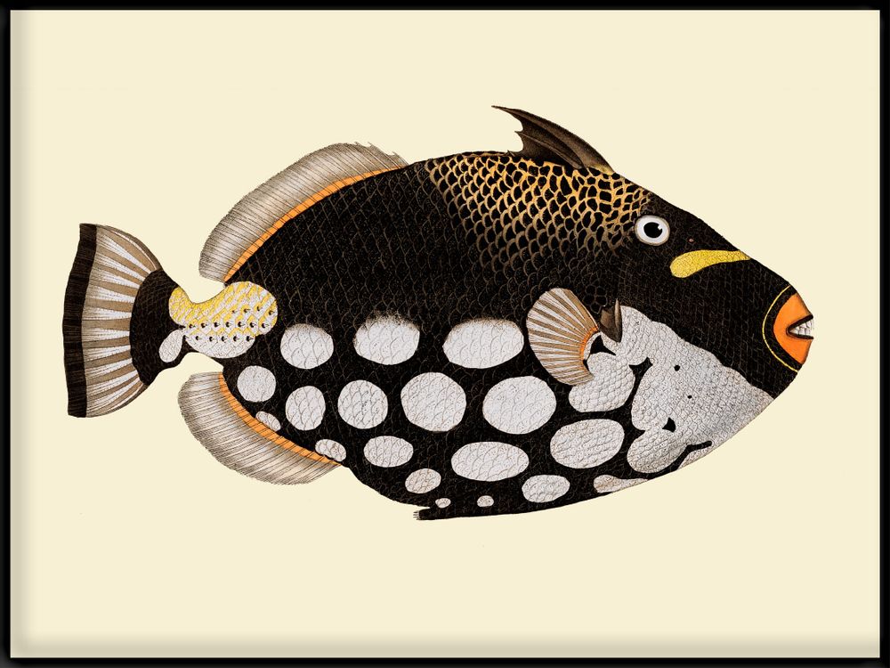 Affiches - Affiche Fish. - THE DYBDAHL CO.