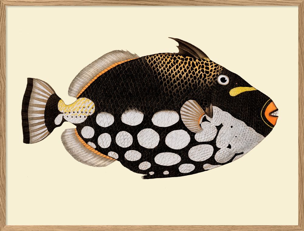 Affiches - Affiche Fish. - THE DYBDAHL CO.