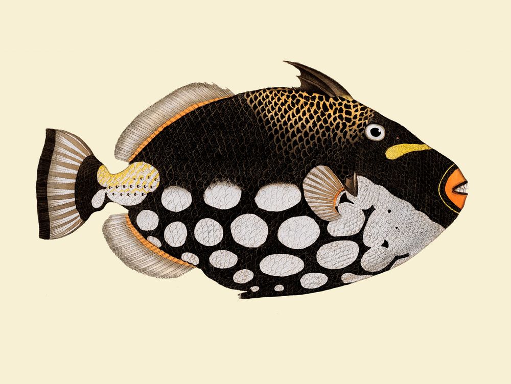 Affiches - Affiche Fish. - THE DYBDAHL CO.