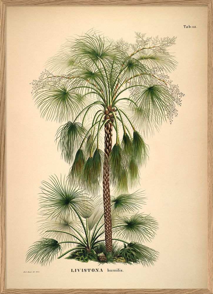 Affiches - Affiche Palmarum, Livistona humilis. - THE DYBDAHL CO.