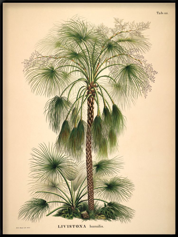 Affiches - Affiche Palmarum, Livistona humilis. - THE DYBDAHL CO.