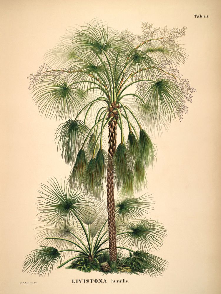 Affiches - Affiche Palmarum, Livistona humilis. - THE DYBDAHL CO.
