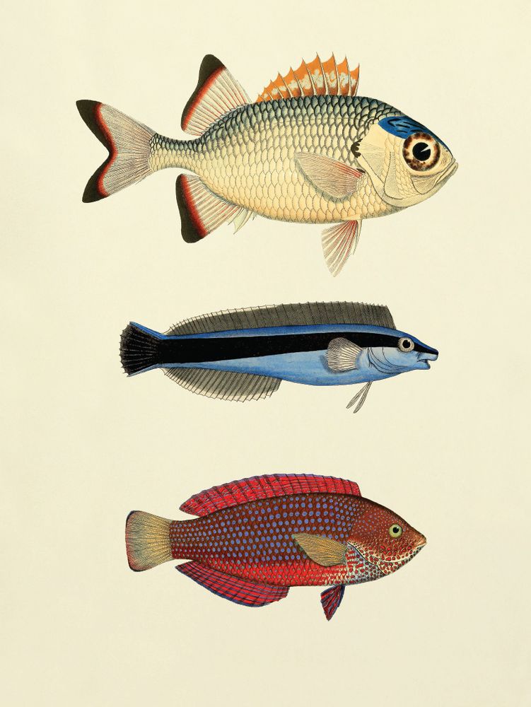 Affiches - Affiche Fish. - THE DYBDAHL CO.