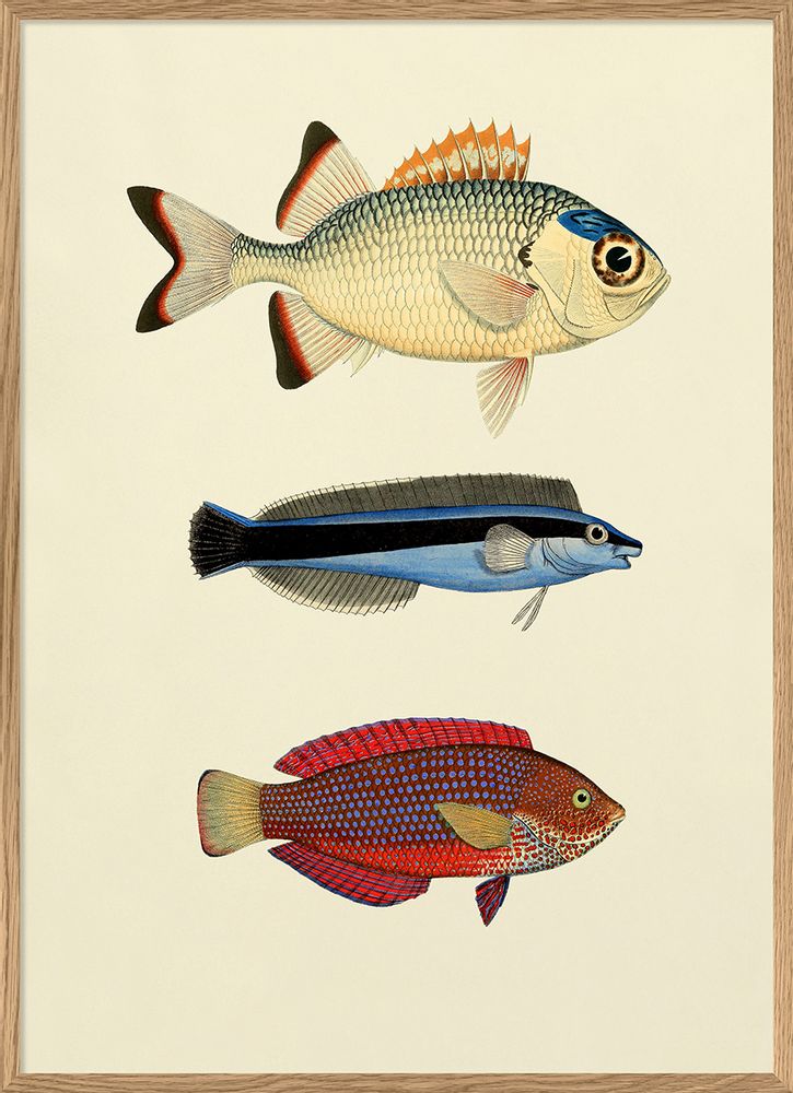 Affiches - Affiche Fish. - THE DYBDAHL CO.