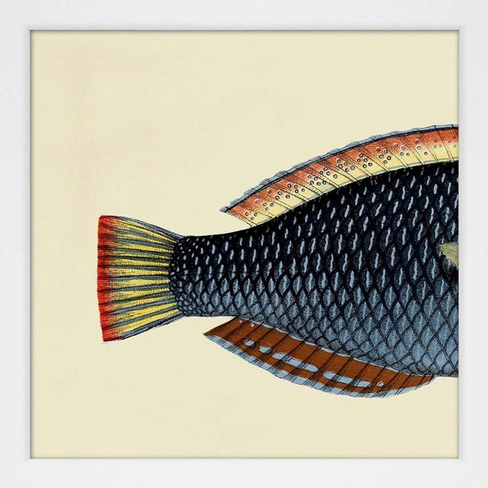 Poster - Poster Half Fish. - THE DYBDAHL CO.