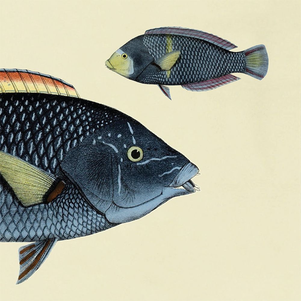 Poster - Poster Half fish. - THE DYBDAHL CO.