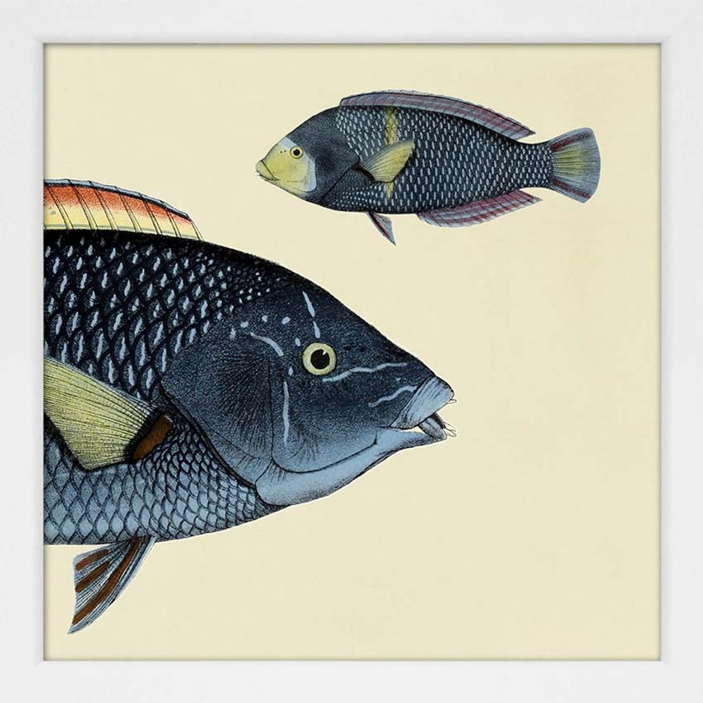 Poster - Poster Half fish. - THE DYBDAHL CO.