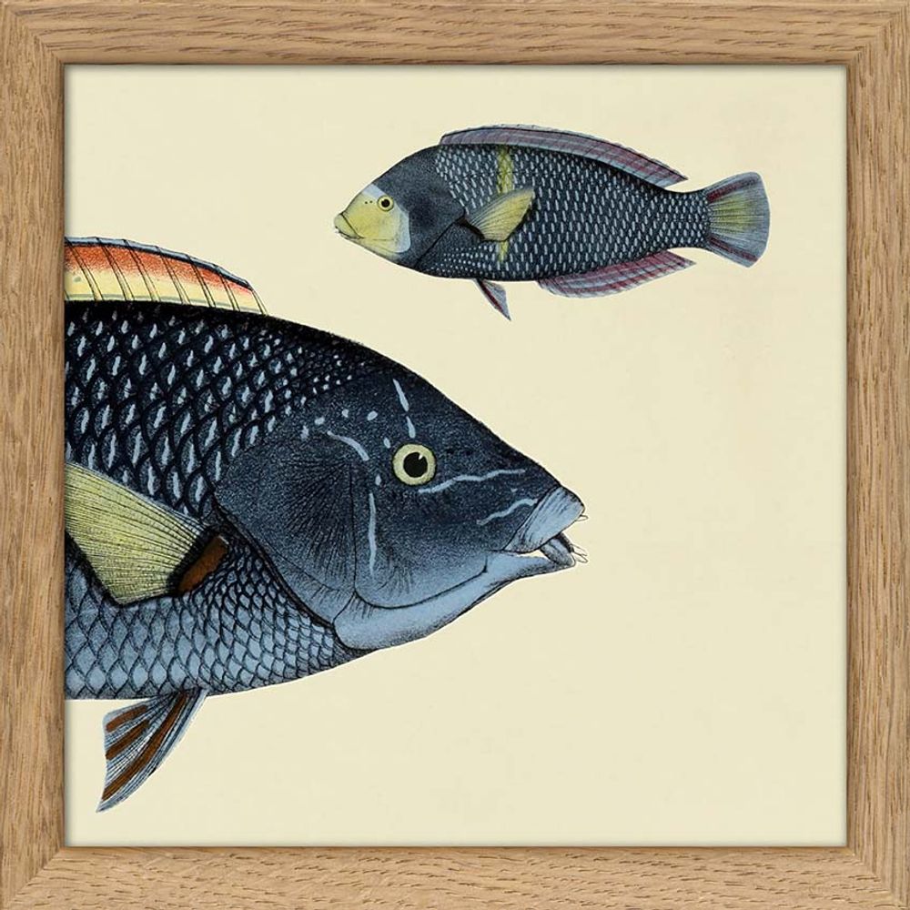 Poster - Poster Half fish. - THE DYBDAHL CO.