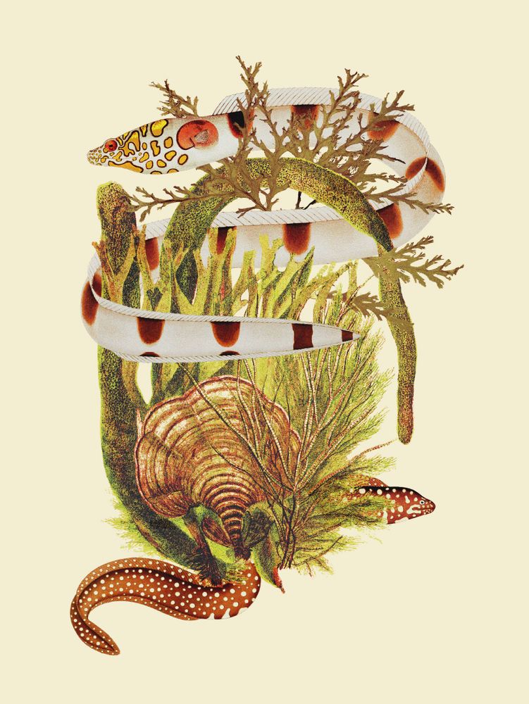 Affiches - Affiche Fish&Weed, Yellow Tones. - THE DYBDAHL CO.
