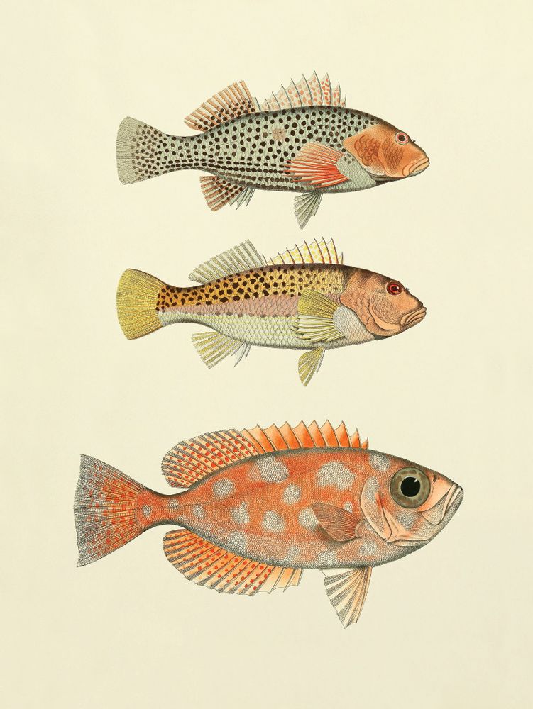 Poster - Poster Fish. - THE DYBDAHL CO.
