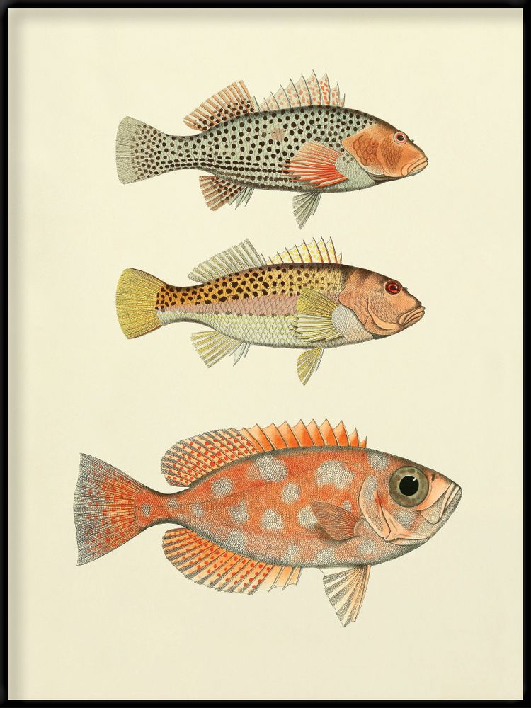Poster - Poster Fish. - THE DYBDAHL CO.