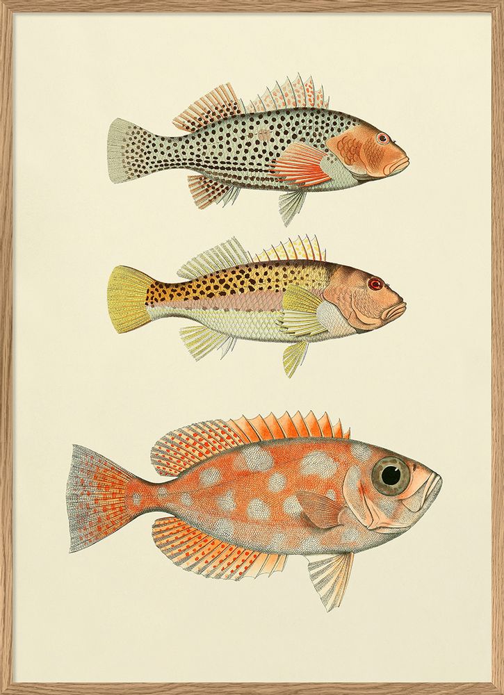 Poster - Poster Fish. - THE DYBDAHL CO.