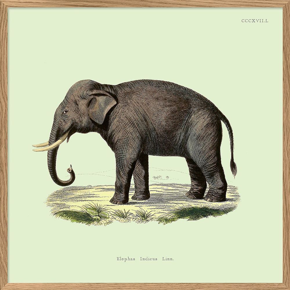 Affiches - Affiche Mammals, Elephant. - THE DYBDAHL CO.
