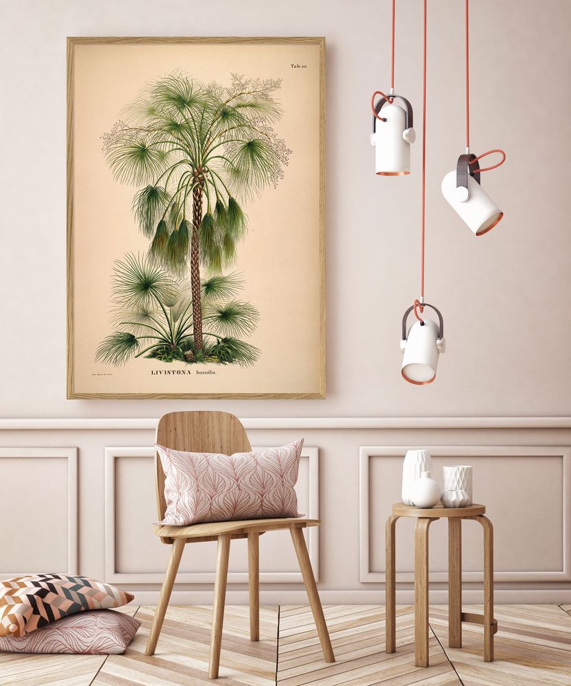 Affiches - Affiche Palmarum, Livistona humilis. - THE DYBDAHL CO.