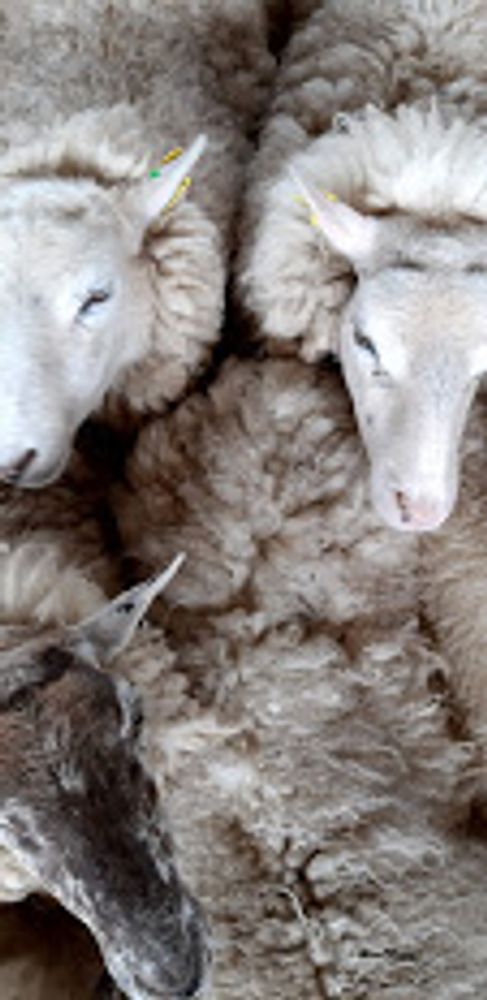 Rugs - Wool felt relaxation mat - HL- HELOISE LEVIEUX