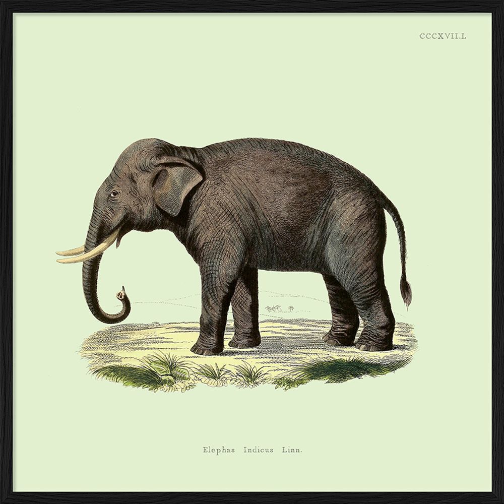 Affiches - Affiche Mammals, Elephant. - THE DYBDAHL CO.