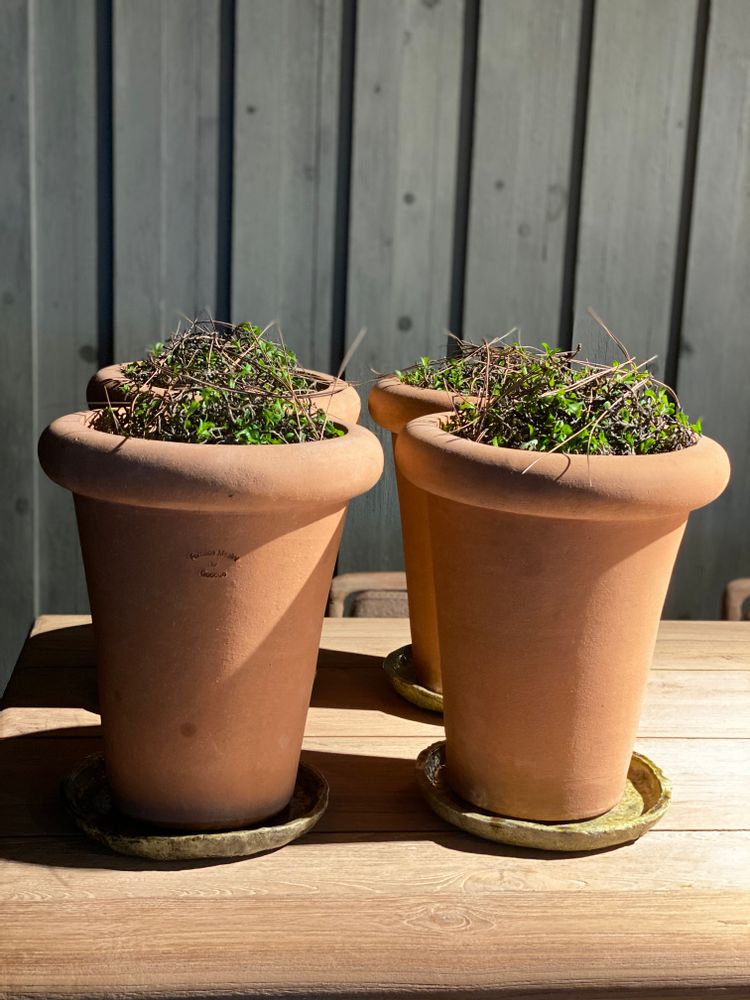 Pots de fleurs - Gooooo OTO mini - GOOOOO