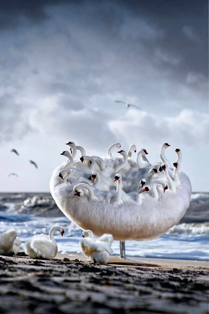 Design objects - Swan chair - APCOLLECTION