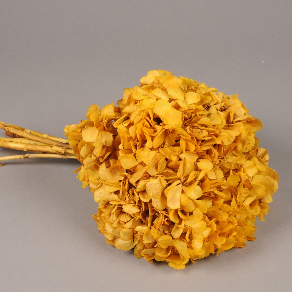 Décorations florales - Hortensia préservé jaune - LE COMPTOIR.COM