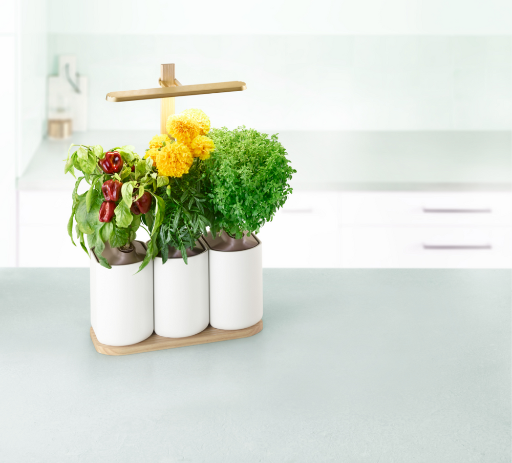 Gifts - Indoor vegetable garden LILO EDITION - PRÊT À POUSSER