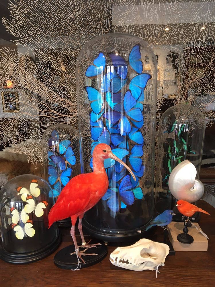 Pièces uniques - Taxidermie écarlate ibis - DMW.NU: TAXIDERMY & INTERIOR