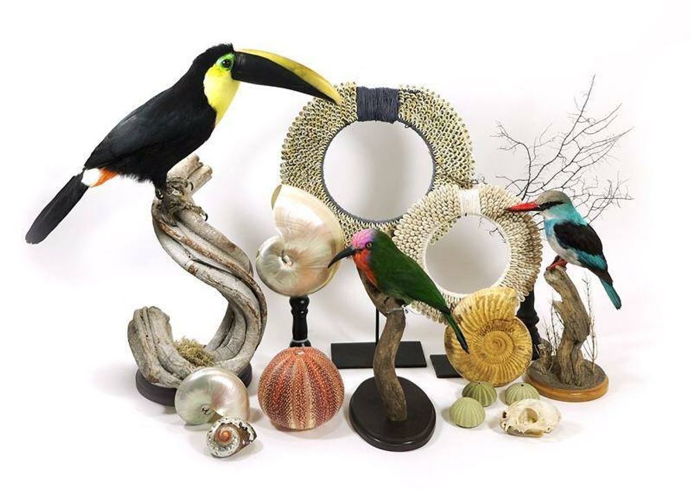 Objets de décoration - Toucans et plus - Objets décoratifs - Intérieur & Taxidermie - DMW.NU: TAXIDERMY & INTERIOR