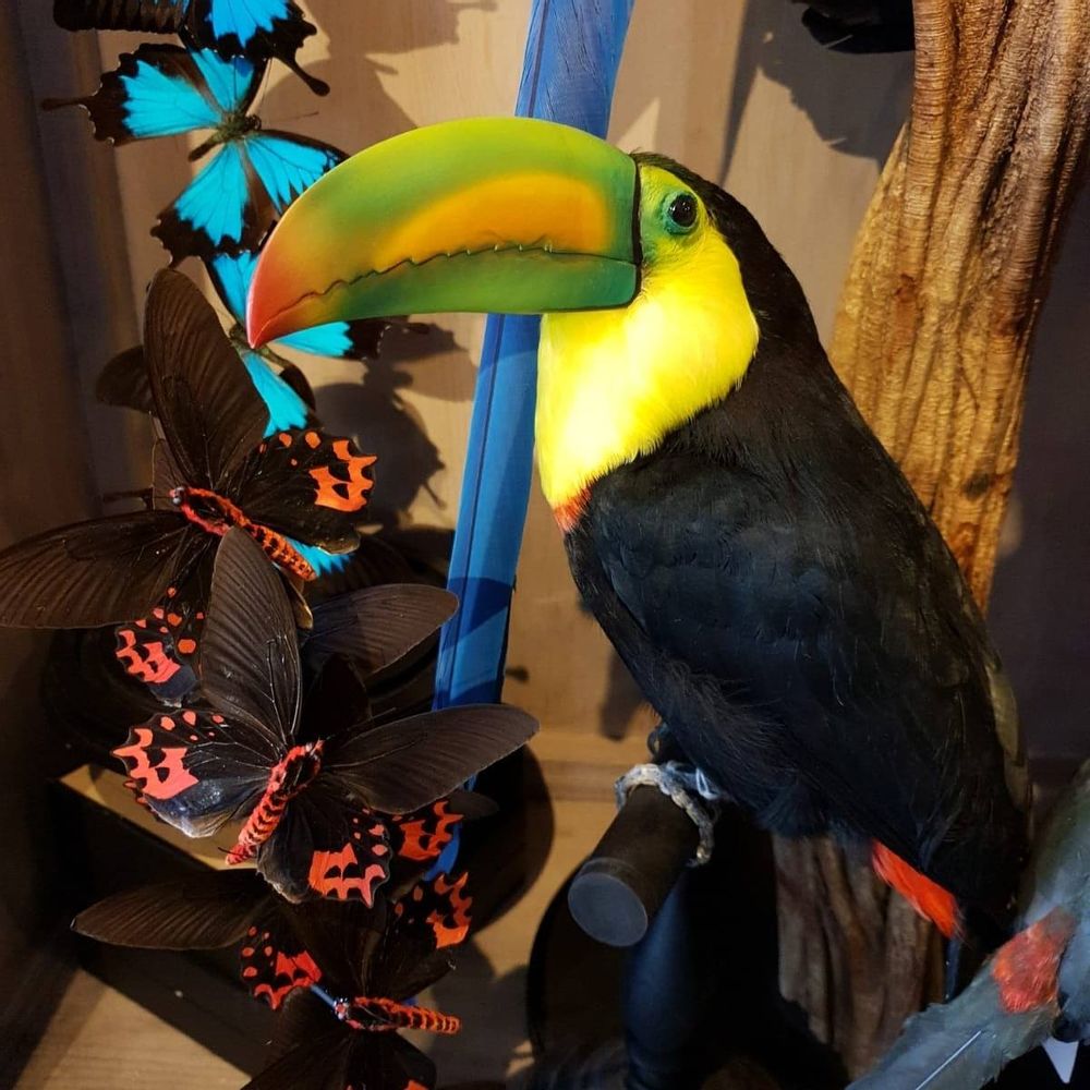 Objets de décoration - Toucans et plus - Objets décoratifs - Intérieur & Taxidermie - DMW.NU: TAXIDERMY & INTERIOR