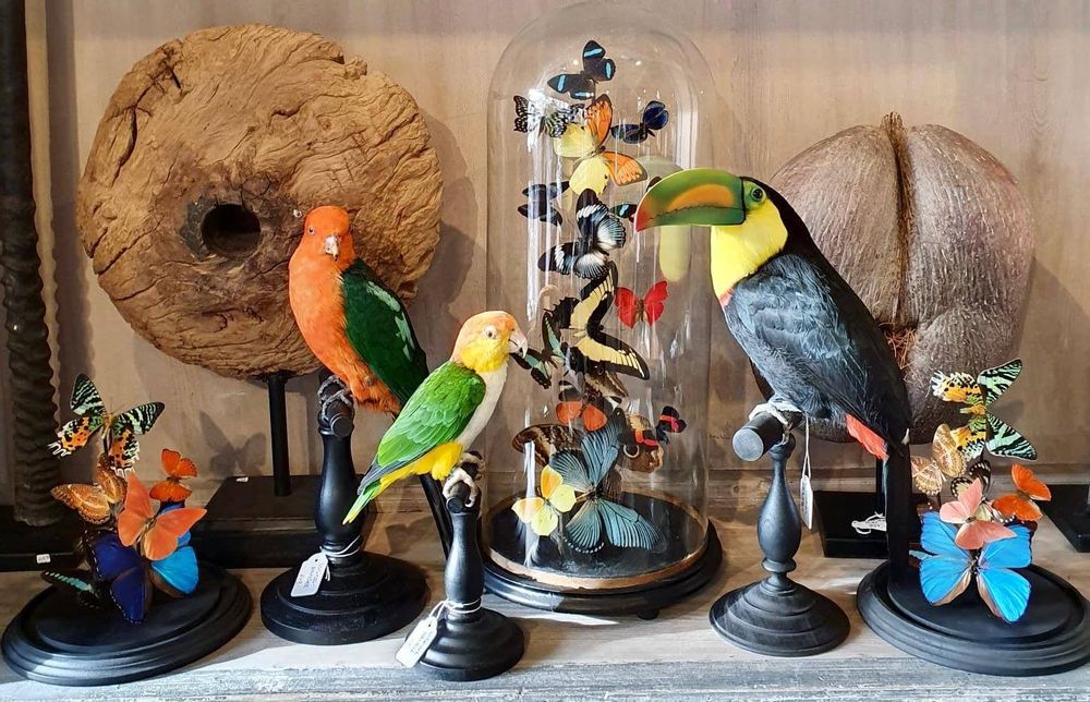 Objets de décoration - Toucans et plus - Objets décoratifs - Intérieur & Taxidermie - DMW.NU: TAXIDERMY & INTERIOR