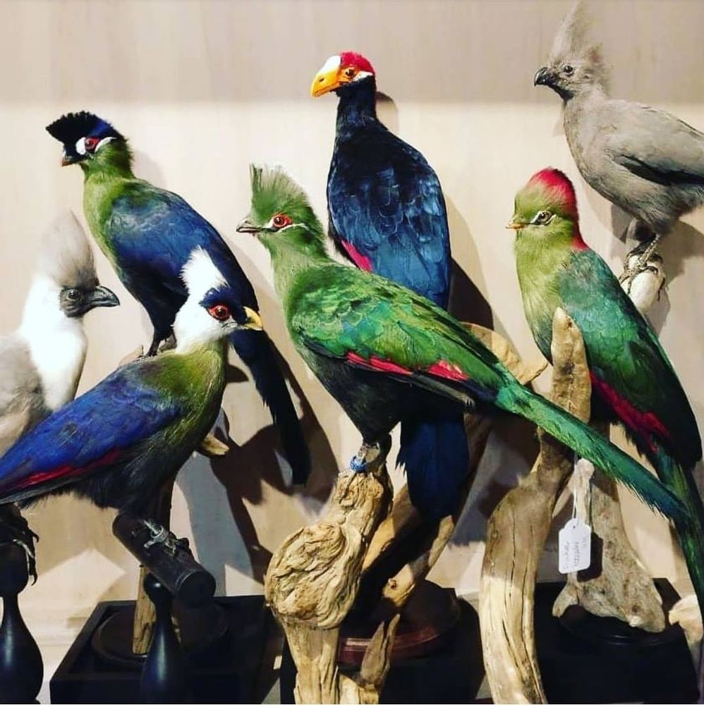 Sculptures, statuettes et miniatures - Décoration Touraco - Taxidermie & Intérieur - DMW.NU: TAXIDERMY & INTERIOR