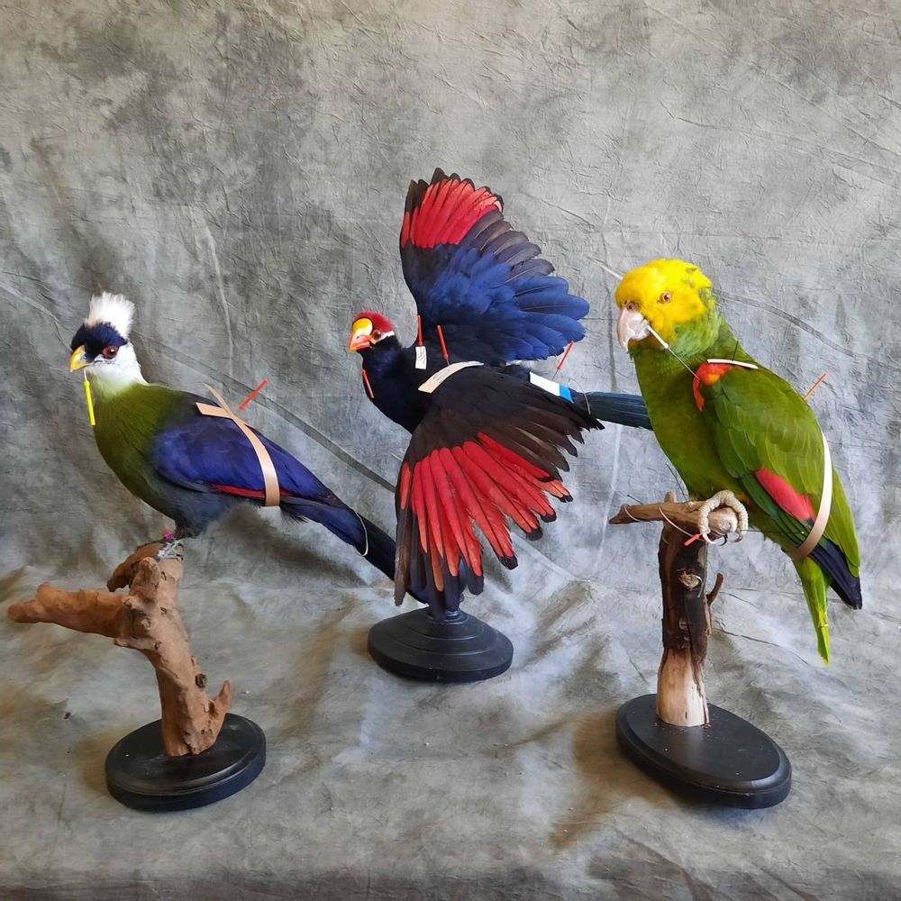 Sculptures, statuettes et miniatures - Décoration Touraco - Taxidermie & Intérieur - DMW.NU: TAXIDERMY & INTERIOR