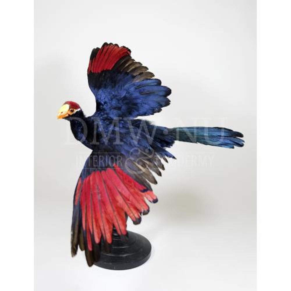 Sculptures, statuettes et miniatures - Décoration Touraco - Taxidermie & Intérieur - DMW.NU: TAXIDERMY & INTERIOR