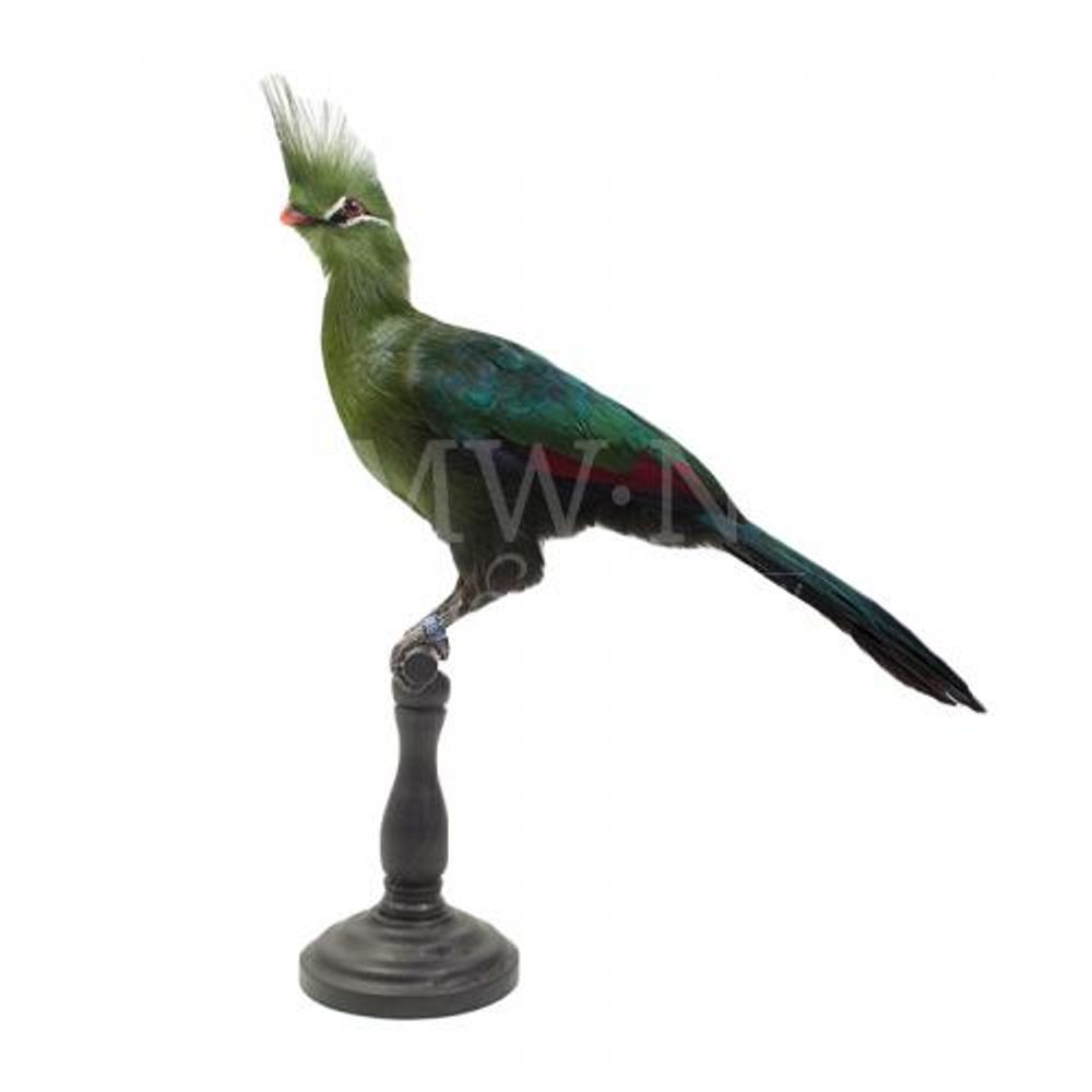 Sculptures, statuettes et miniatures - Décoration Touraco - Taxidermie & Intérieur - DMW.NU: TAXIDERMY & INTERIOR